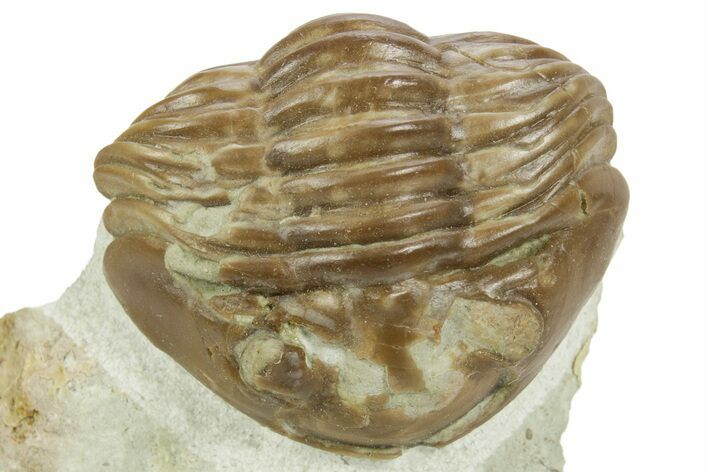 Bargain, Fossil Asaphus Expansus Trilobite - Russia #363103